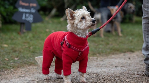 A white terrier dog wearing a red jumper while on a walk outside